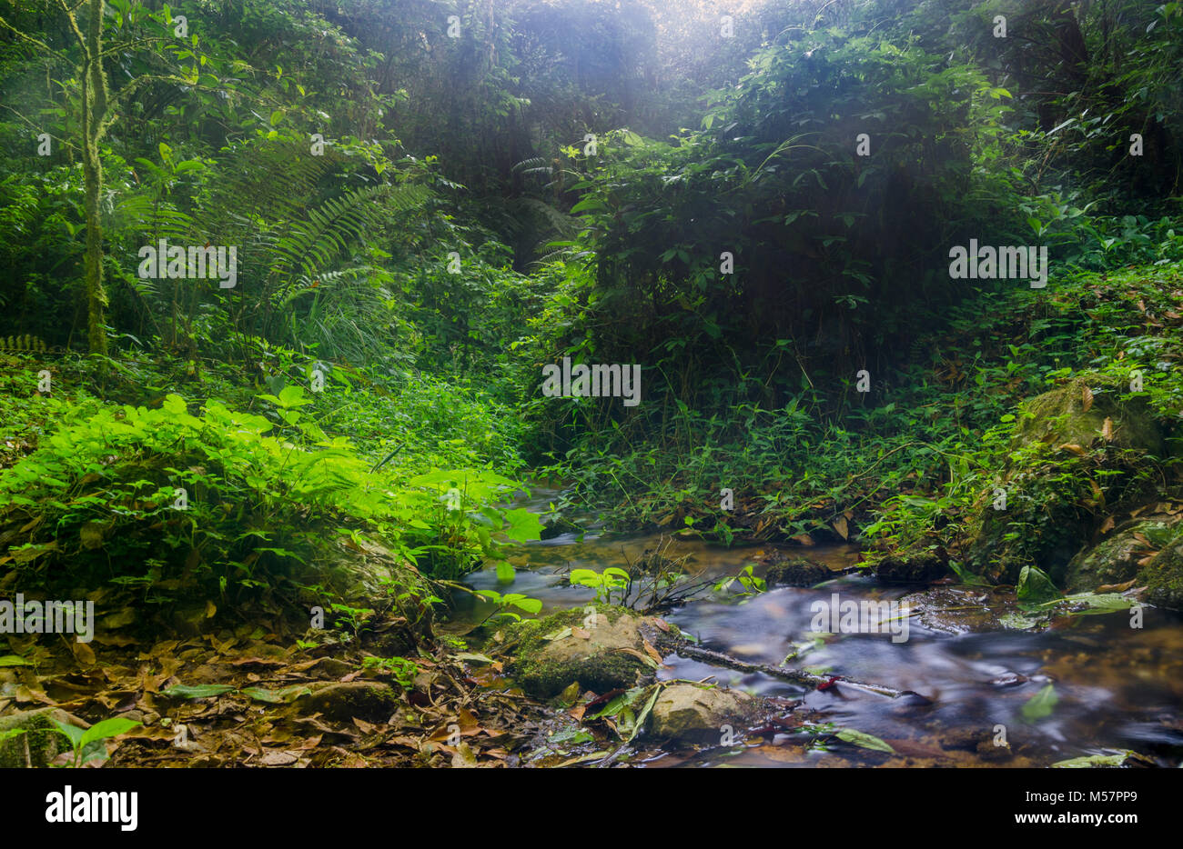 Paysage / 'El Triunfo' Parc Naturel / Etat du Chiapas, México Banque D'Images