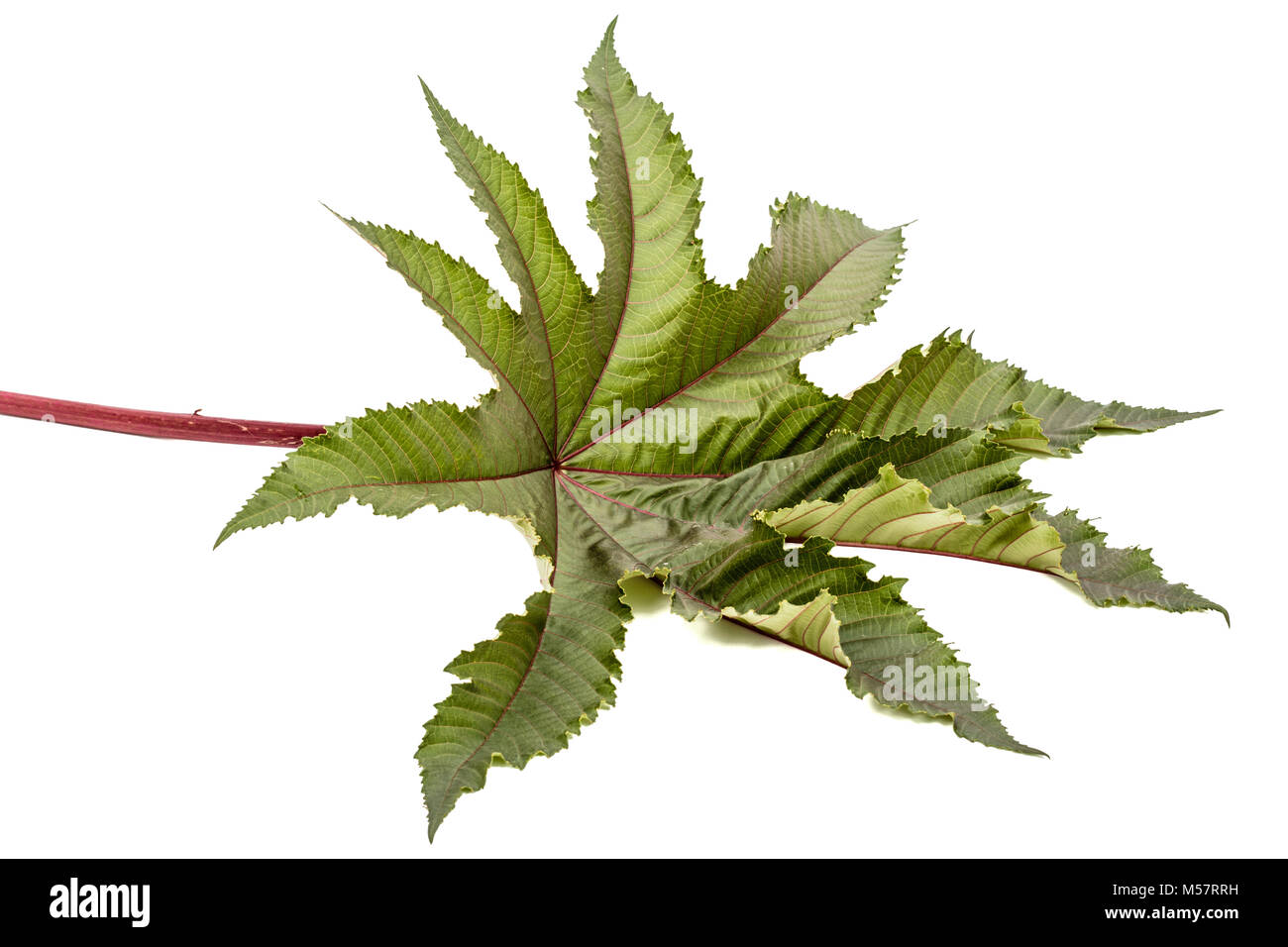 Feuilles de Ricinus communis close-up. isolé sur fond blanc Banque D'Images