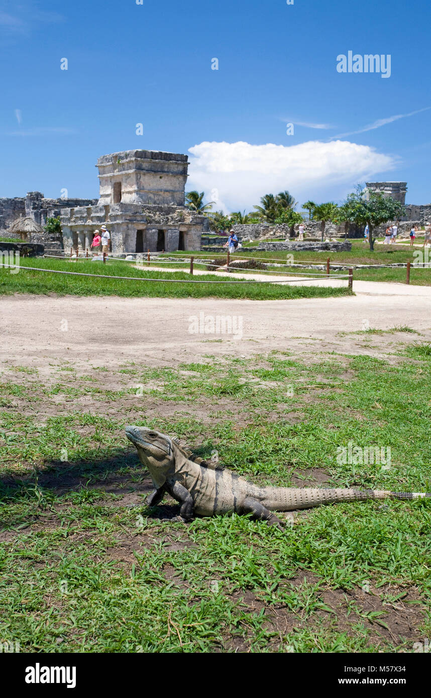 Lizzard en face de ruines Mayas, zone archéologique de Tulum, Tulum, Riviera Maya, Quintana Roo, Yucatan, Mexique, Caraïbes Banque D'Images