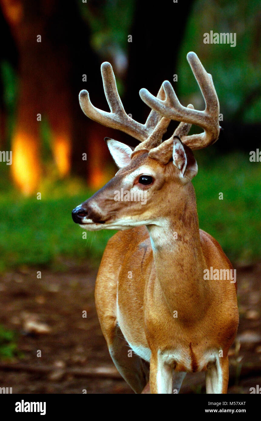 Cerf de Virginie en Amérique du Nord dans environnement boisé Banque D'Images