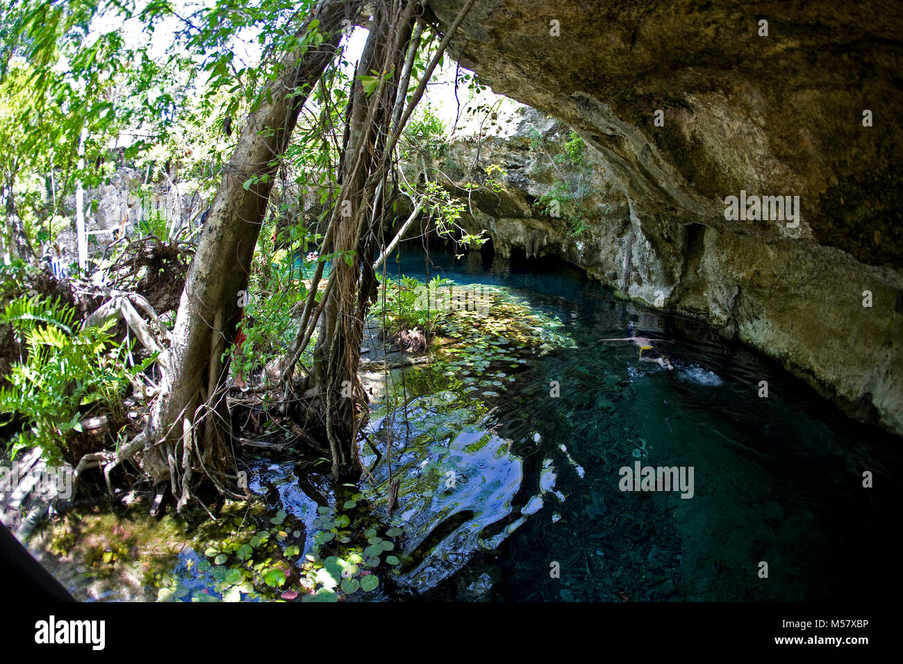 Plongeur dans l'eau cristalline de Grand Cenote, Cenotes, Tulum, Riviera Maya, Quintana Roo, Yucatan, Mexique, Caraïbes Banque D'Images