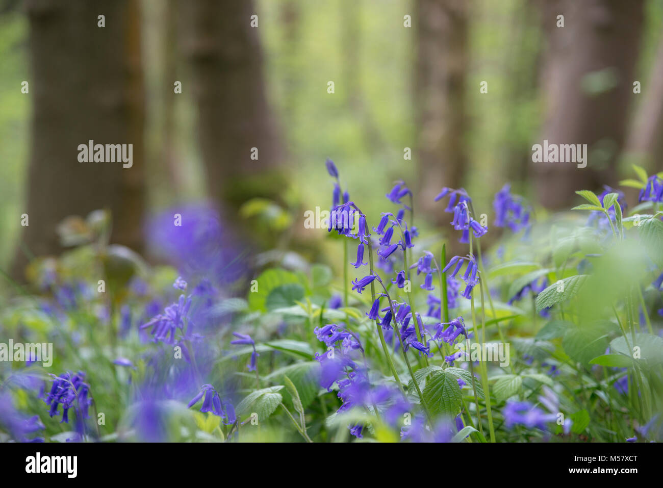 Jacinthes des bois dans une floraison au printemps. Tom Wood, Charlesworth, Derbyshire, Angleterre. Banque D'Images