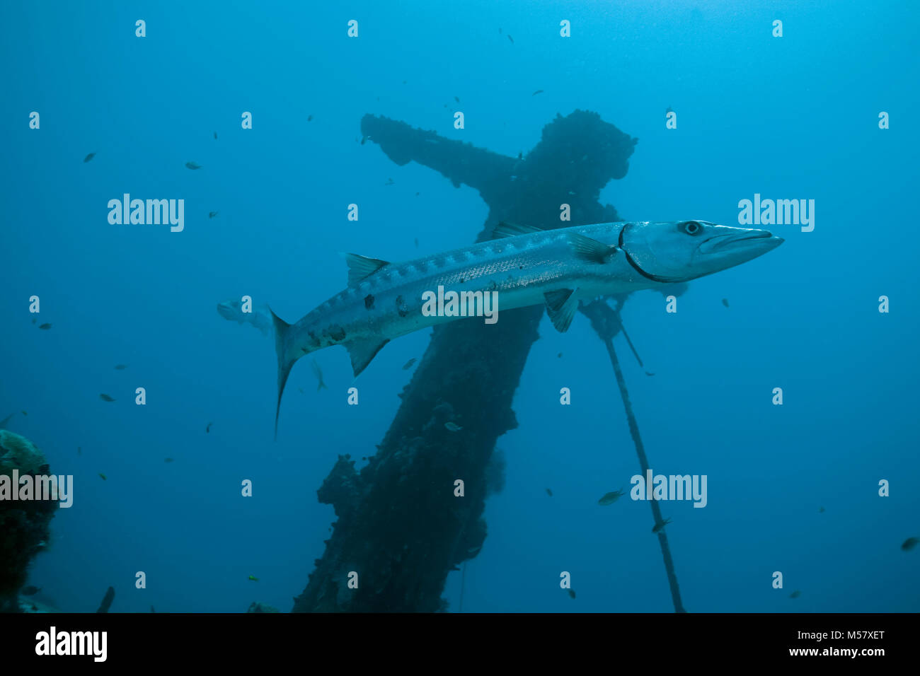 Grand barracuda (Sphyraena barracuda) au niveau du mât de shrimper (Mama Vina), Playa del Carmen, Riviera Maya, Quintana Roo, Mexique, Caraïbes Banque D'Images