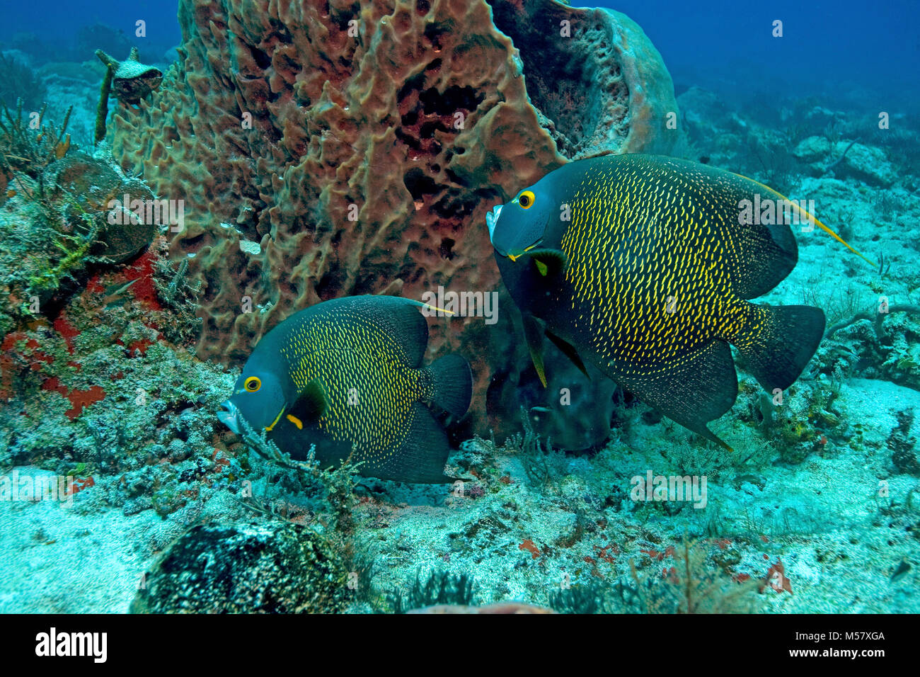 Angelfish Pomacanthus paru (français), paire, Playa del Carmen, Riviera Maya, Quintana Roo, Mexique, Caraïbes Banque D'Images