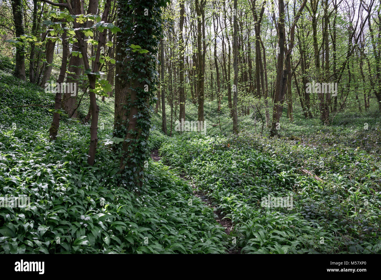 Masse de l'ail sauvage (Ramsons) croissant en anglais woodland au printemps. Tom Wood, Charlesworth, Derbyshire, Angleterre. Banque D'Images