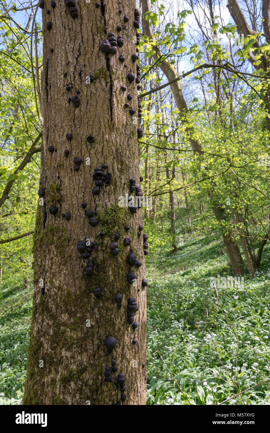 Crampon Ball ou St Eva gâteaux - Daldinia concentrica poussant sur un arbre mature Ash en anglais total. Banque D'Images