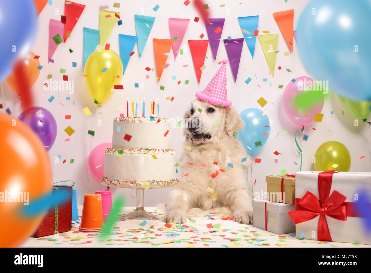 Labrador Retriever Avec Un Chapeau De Fete Et Un Gateau D Anniversaire Contre Un Mur Avec Des Drapeaux Et Des Ballons De Decoration Photo Stock Alamy