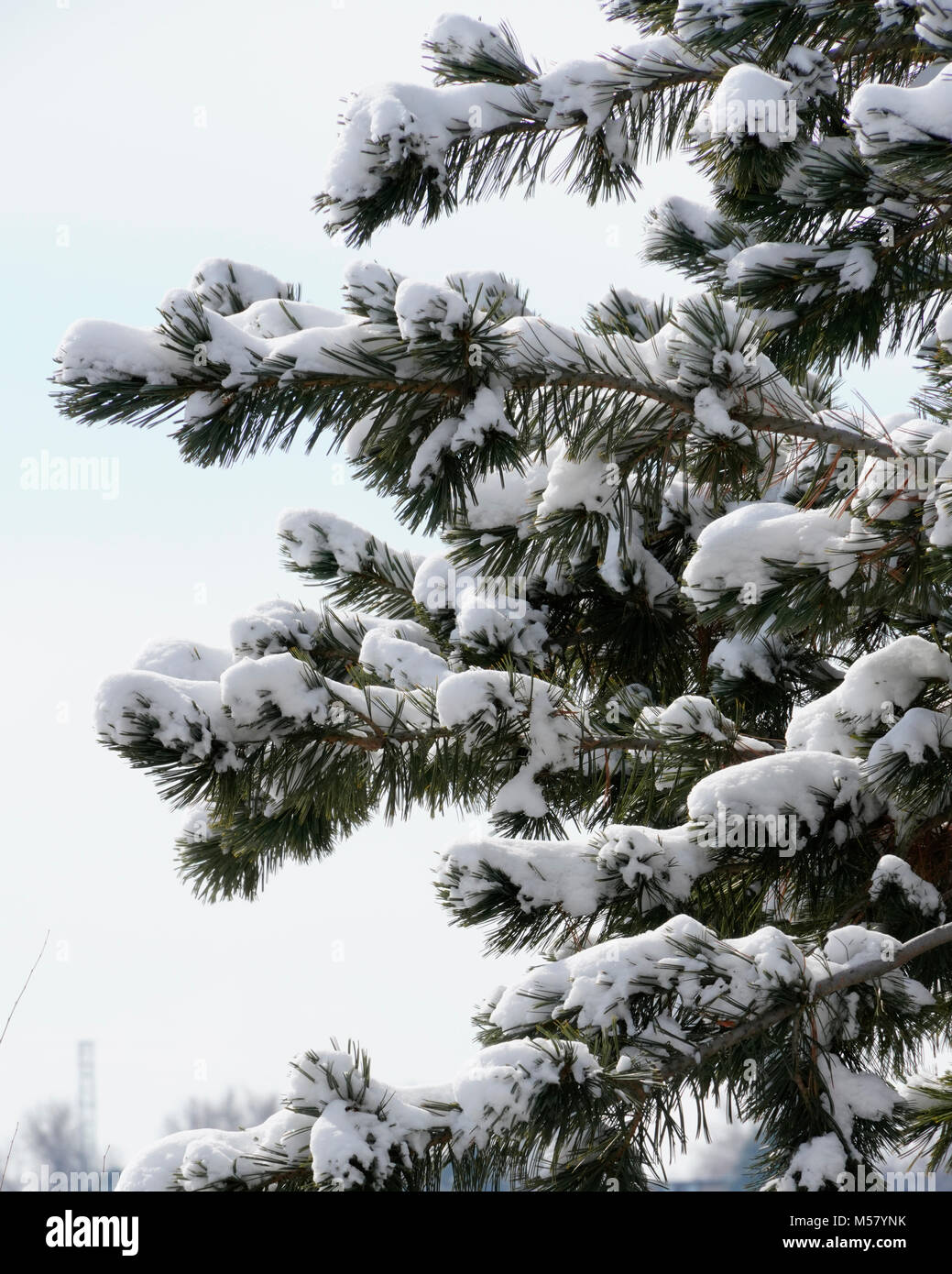 Sapin avec de la neige sur les branches et le fond bleu Banque D'Images