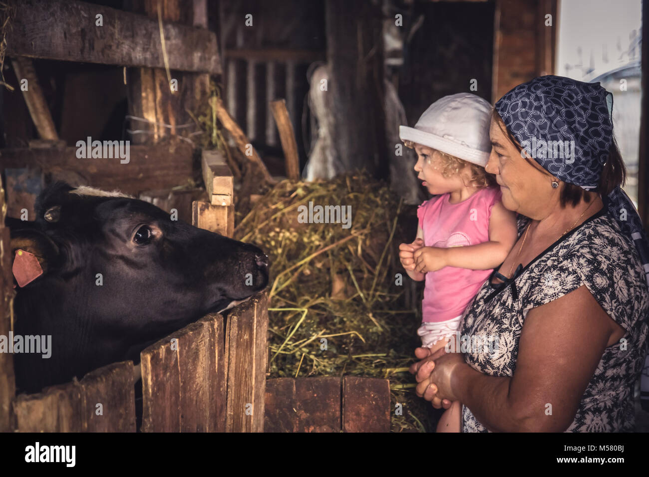 Grand-mère de l'enfant avec l'agriculteur à la vache à la ferme en pleine campagne Banque D'Images