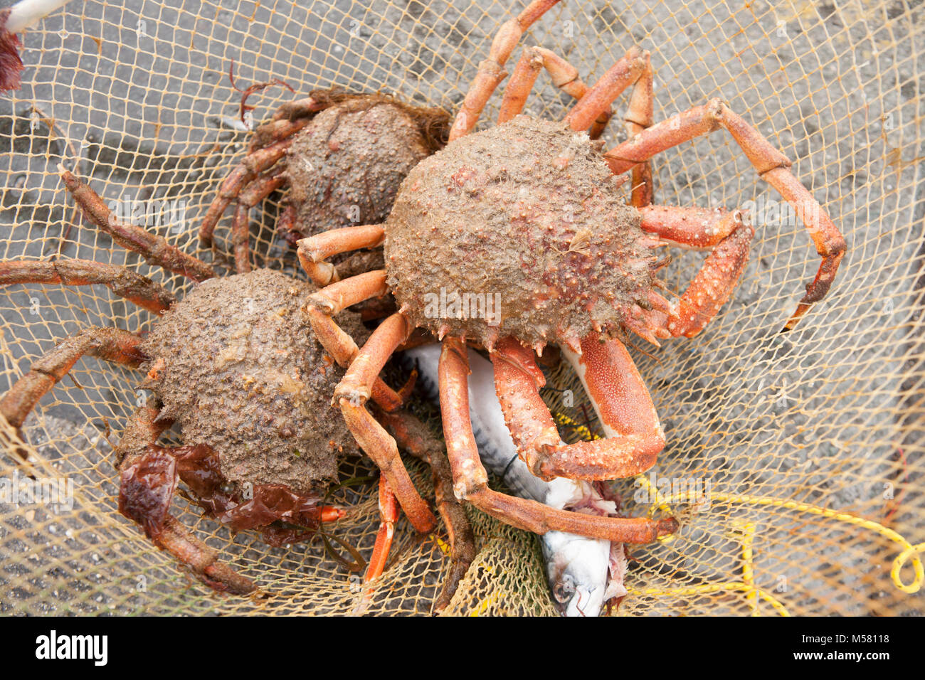 Araignées de mer pris dans un filet abaisser l'une jetée et appâtés avec des poissons, Dorset England UK GO Banque D'Images