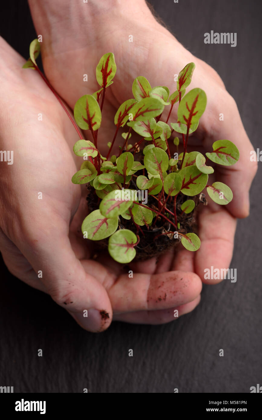 Dans l'usine de laitue blettes creux des mains Banque D'Images