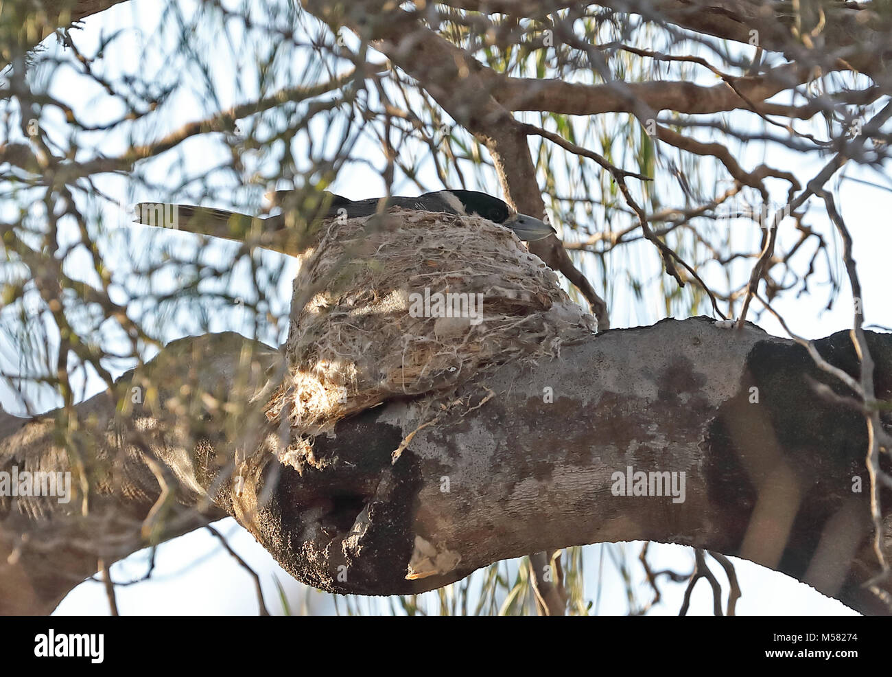De Lafresnaye Xenopirostris xenopirostris (Vanga) femelle adulte assis sur son nid dans la Forêt épineuse endémique de Madagascar, Parc, Mosa Ifaty, Madagascar Banque D'Images