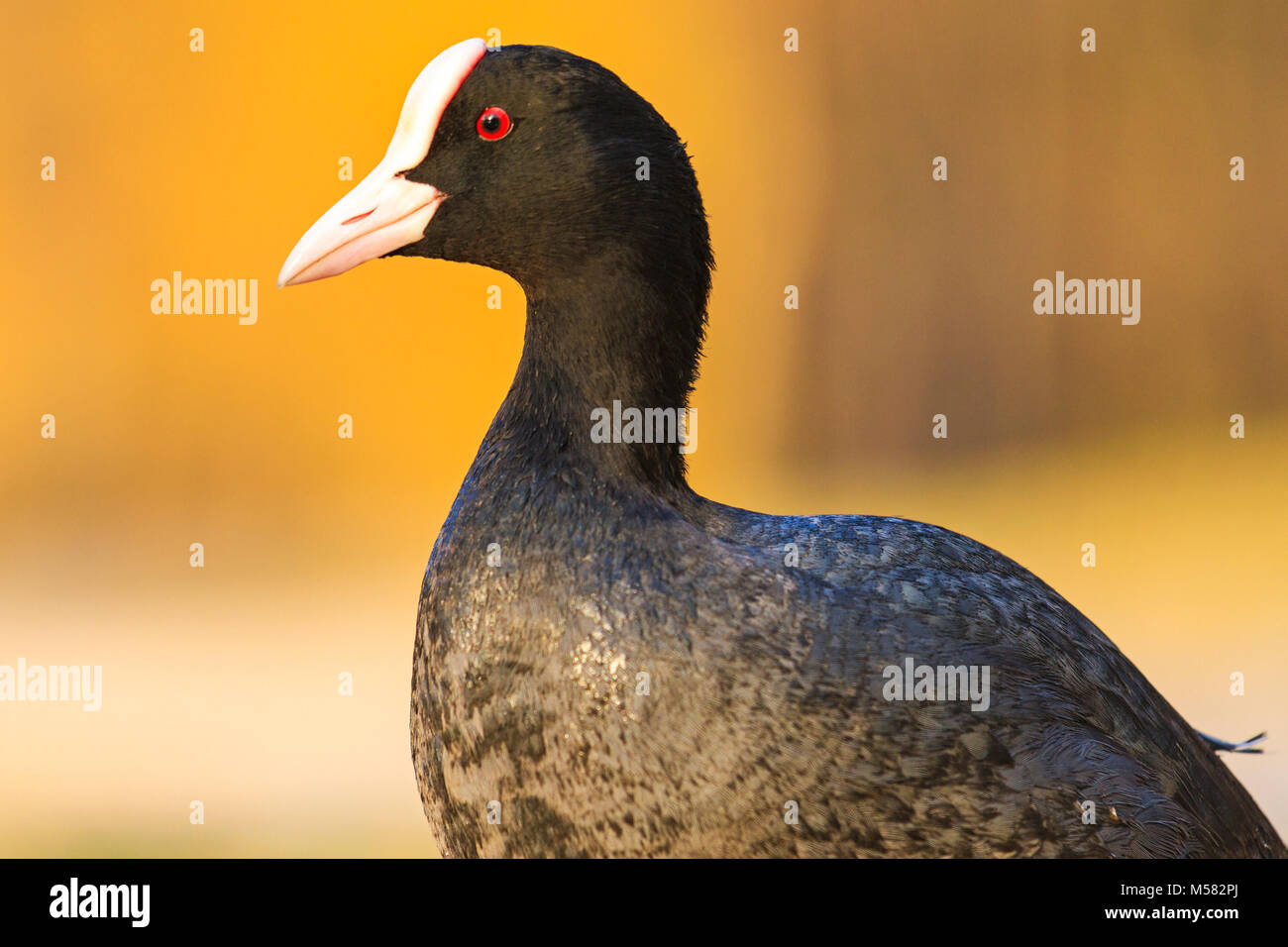 Foulque sur un jour de printemps ensoleillé , la faune, les animaux Banque D'Images
