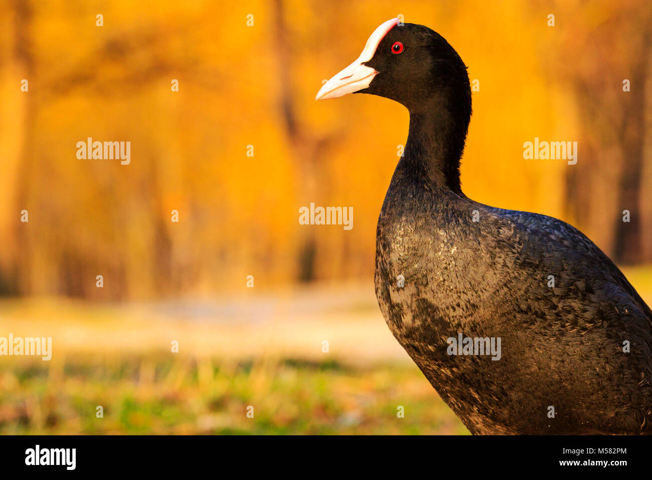 Foulque debout sur la rive sur une soirée ensoleillée , la faune, les animaux Banque D'Images