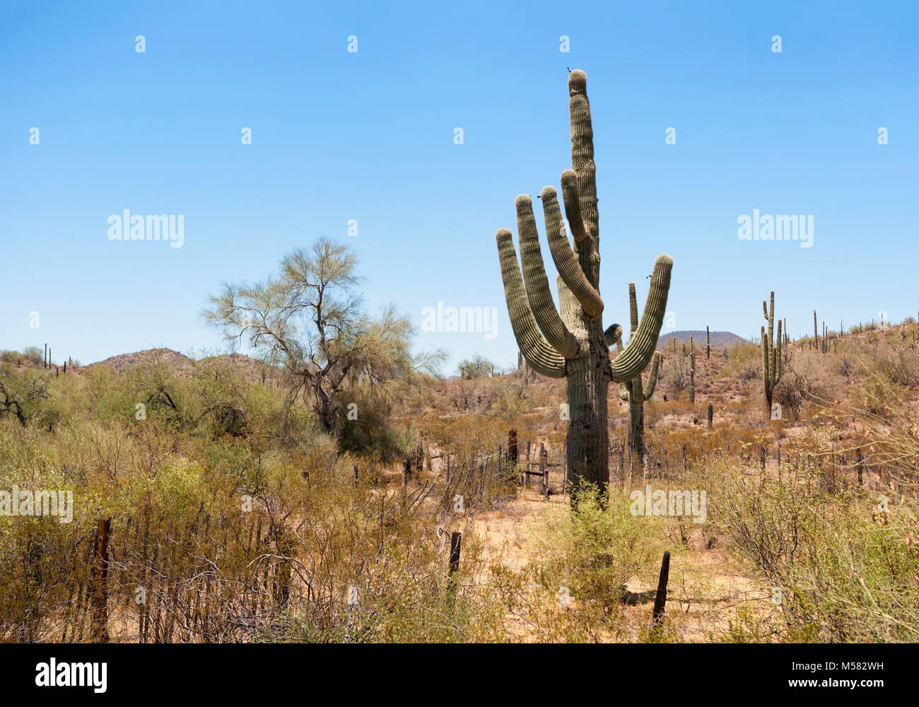 L'Arizona, au sud-ouest du Désert paysage pittoresque Banque D'Images