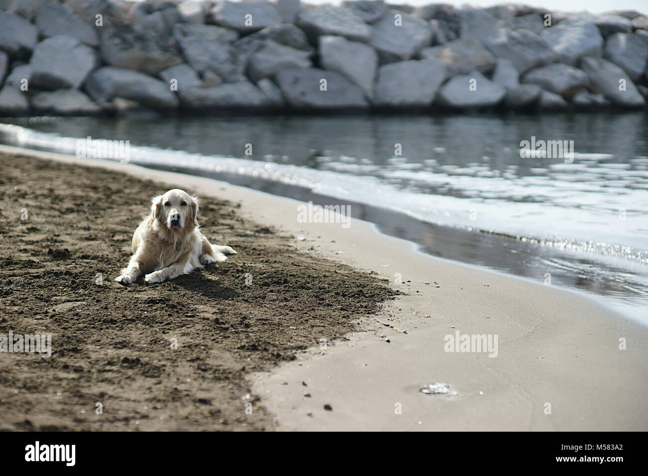 Labrador sur la plage, Naples, Italie Banque D'Images