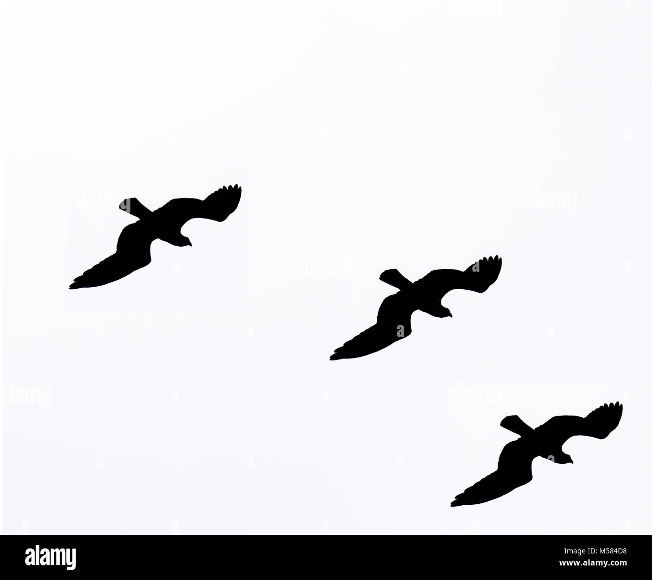 Illustration Noir Et Blanc De Losprey Oiseaux Silhouette