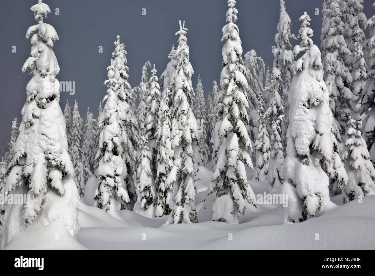 WA13529-00...WASHINGTON - Les arbres sur la montagne dans l'Okanogan-Wenatchee Amabilis National Forest. Banque D'Images