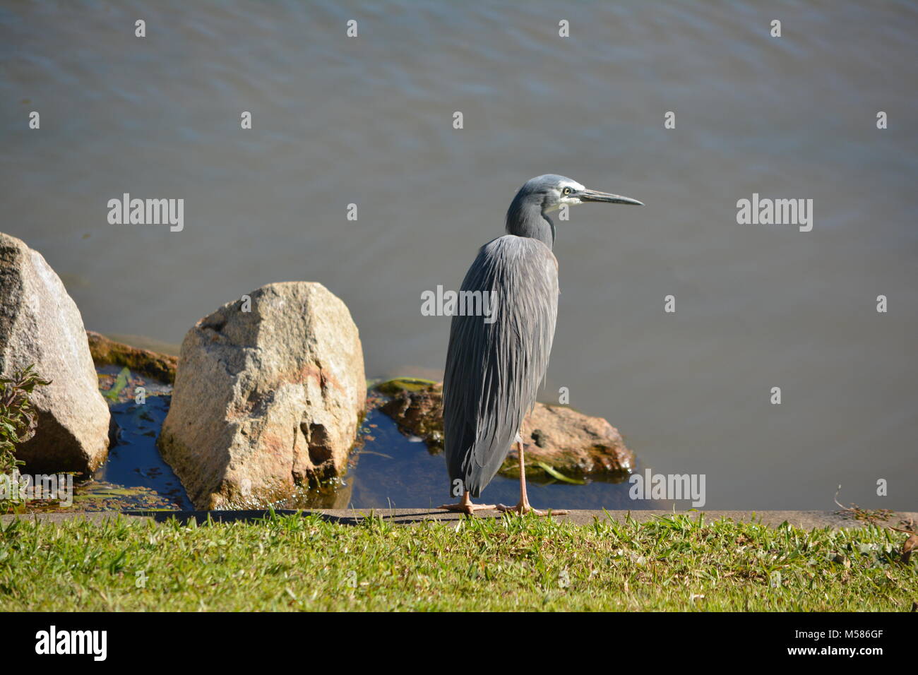 Heron à face blanche, Egretta novaehollandiae, avec son joli plumage gris bleu, debout sur une herbe verte au bord d'un lac Banque D'Images