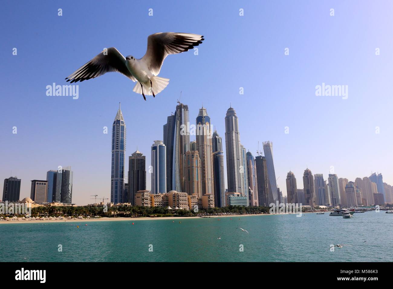 Dubai skyline avec gull Banque D'Images