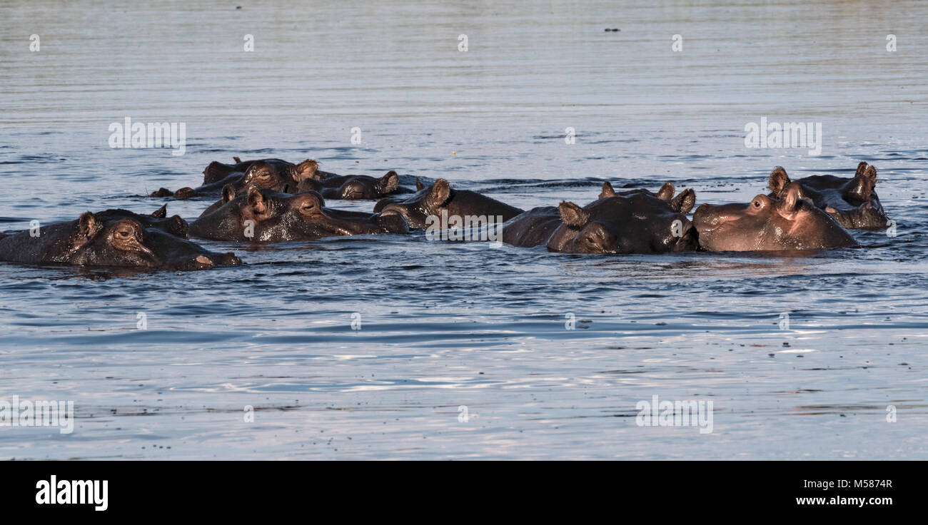Groupe d'hippopotames dans la rivière Linyanti, Namibie Banque D'Images
