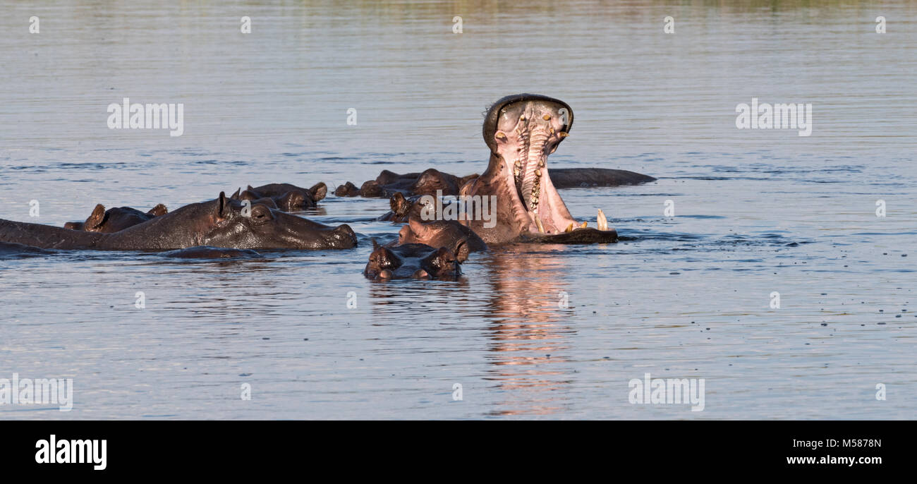 Groupe d'hippopotames dans la rivière Linyanti, Namibie Banque D'Images