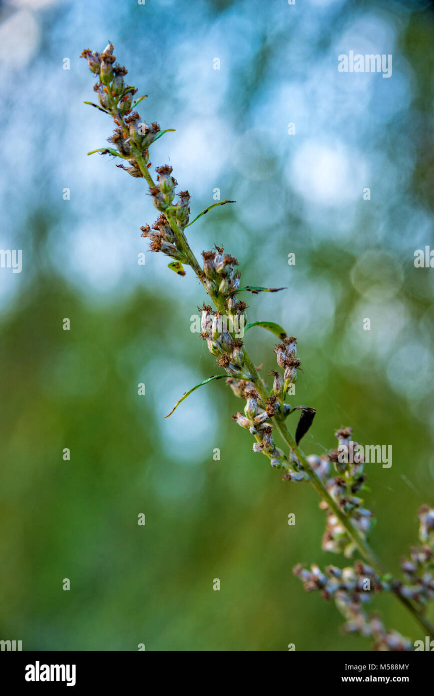 Petite branche d'une plante qui pousse sur la rive de la rivière Banque D'Images