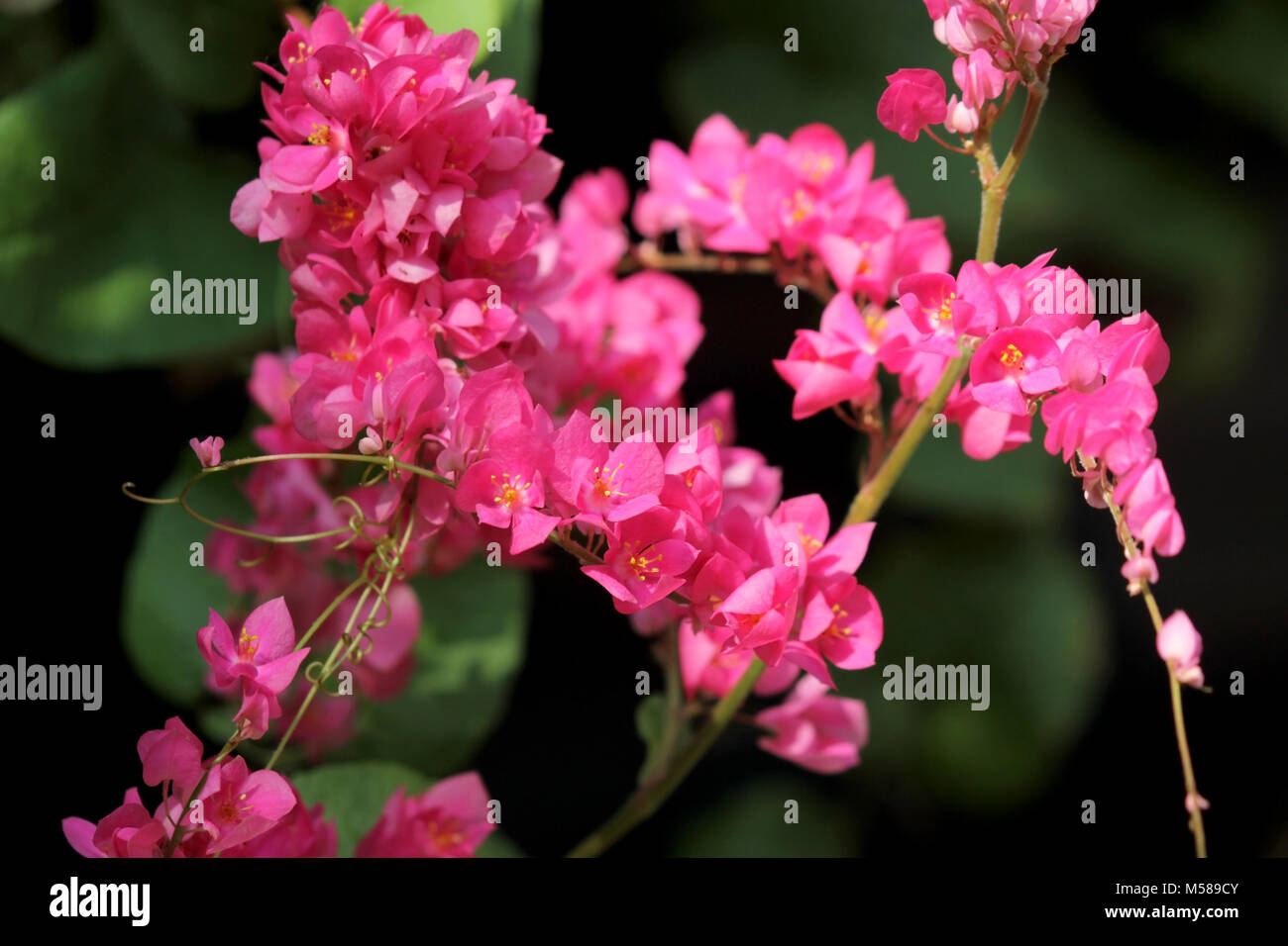 Polygonaceae ou coral vine, belles fleurs rampantes mexicain rose Banque D'Images