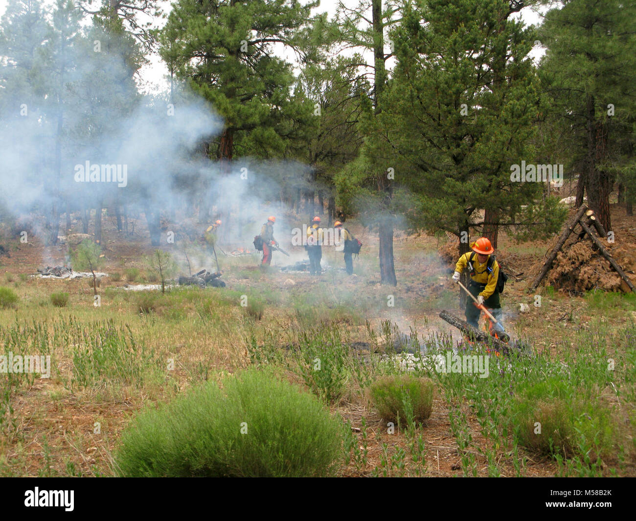 Le Parc National du Grand Canyon de réduction des combustibles dangereux . 28 juillet 2011 - Alors que les conditions atmosphériques le permettent, les équipes d'incendie du bord sud va commencer à graver des piles de débris ligneux dans les environs Market Plaza et le Grand Canyon L'école. Les pieux ont été construits au cours de l'hiver et au début du printemps dans le cadre d'un amincissement manuel, projet de réduction des combustibles dangereux destiné à créer de l'espace défendable dans la forêt du parc. Le projet a créé un soulevé et plus ouvert autour de la cime des arbres développés, ainsi que la réduction des morts et les fossiles. En cas d'un incendie de forêt, ces changements dans la végéta Banque D'Images