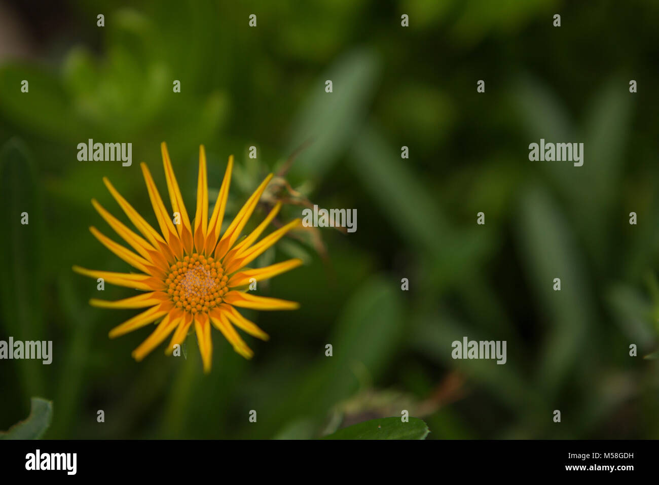 Gros plan d'une fleur jaune Banque D'Images