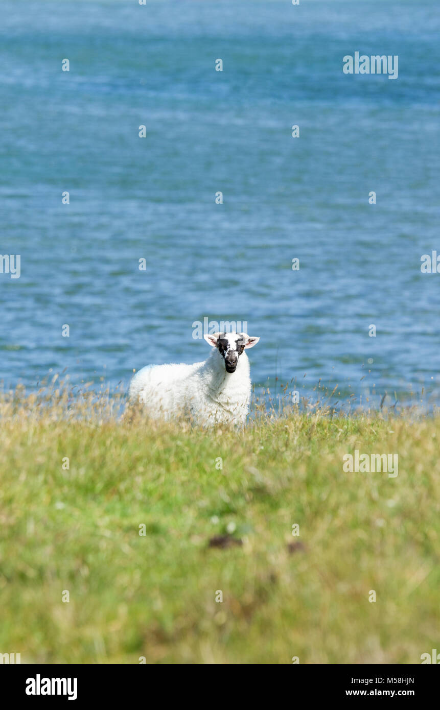 Seul mouton dans le paysage littoral accidenté de l'île de South Uist, îles Hébrides, Ecosse, Royaume-Uni Banque D'Images