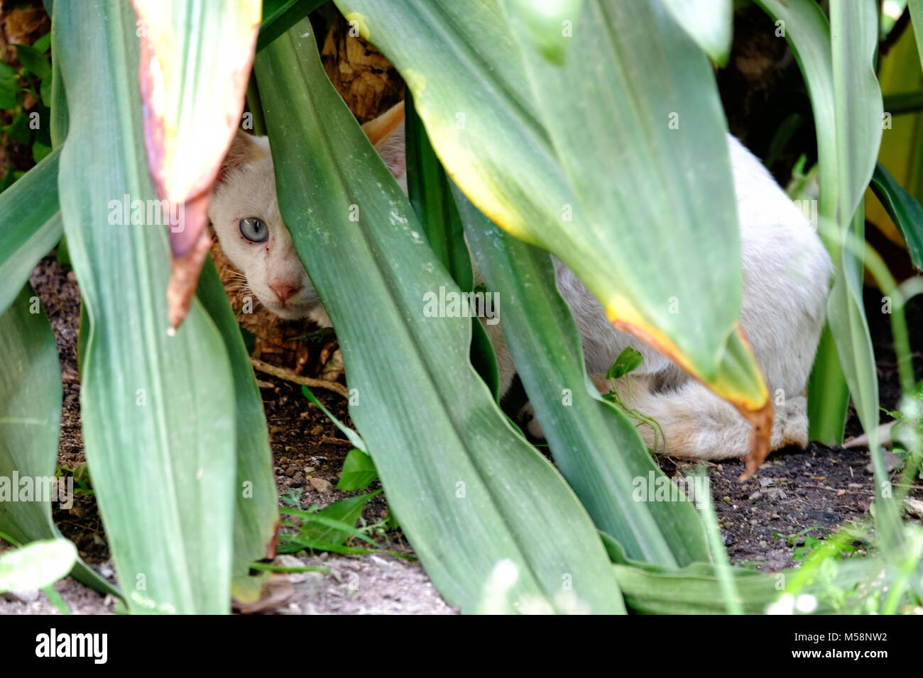 Chat blanc essaie de se cacher derrière les longues feuilles Banque D'Images