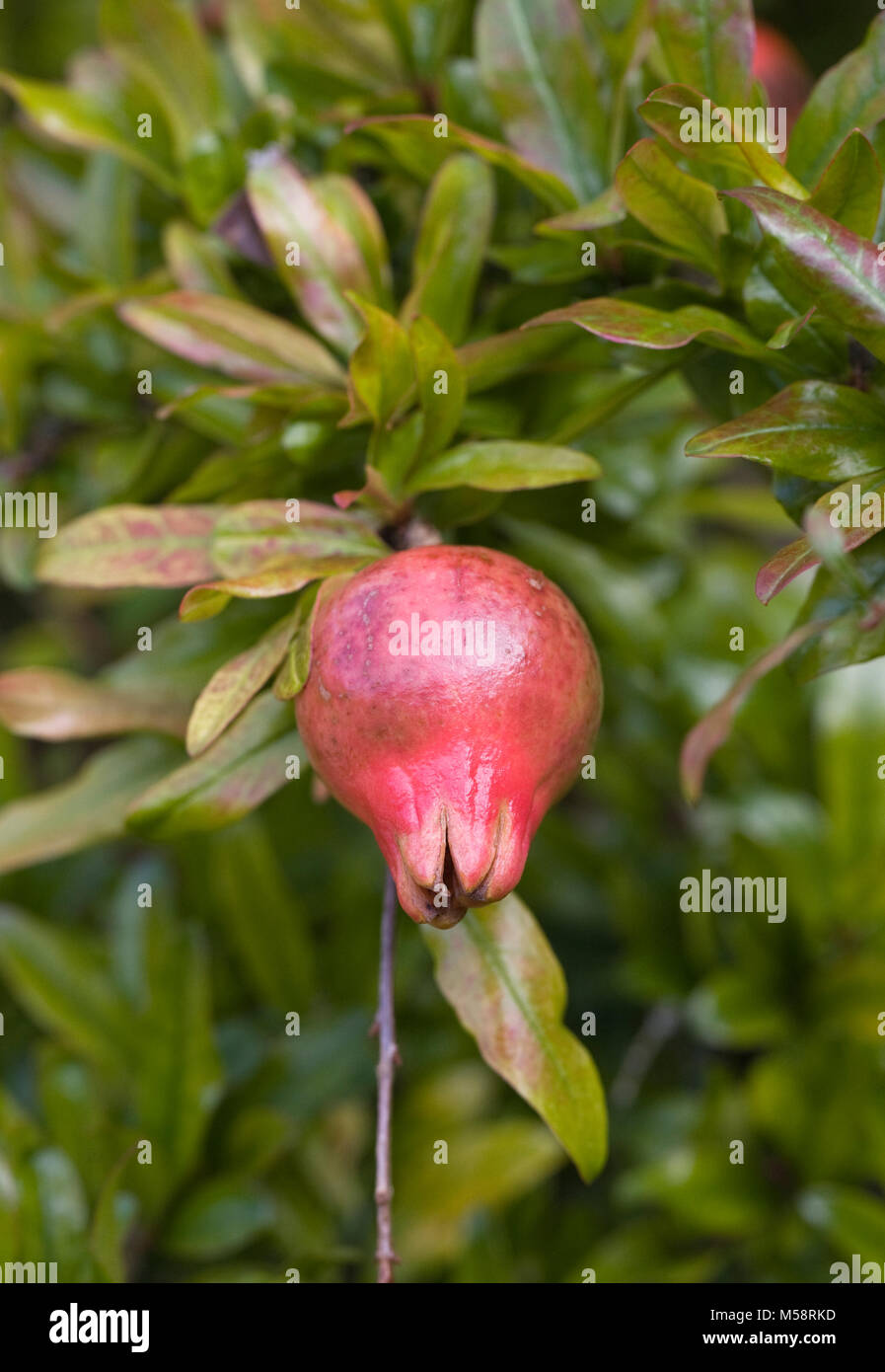 Punica granatum var. nana la fructification au Royaume-Uni. La fructification de Grenade au Royaume-Uni. Banque D'Images