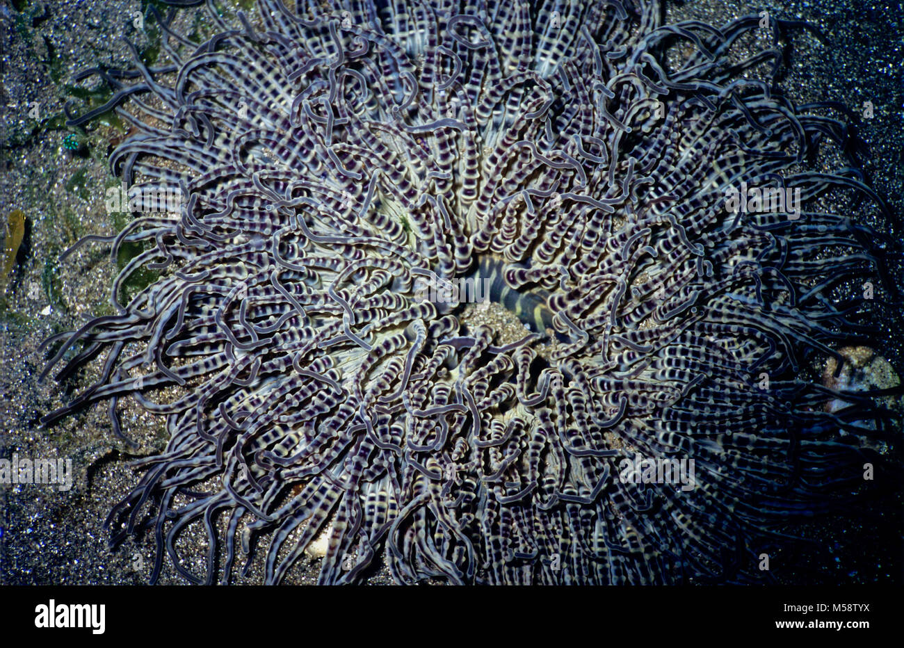 Une anémone Heteractis aurora perlées (diamètre : 25 cms.). Généralement confinés aux zones sableuses, où ils se nourrissent de petites proies. Ils peuvent être identifiés facilement par la nature de leurs perles tentacules relativement courte, qui forment habituellement une tendance frappante, comme dans ce cas. Aussi remarquables sont les lignes sur le disque oral, qui se déplacent vers l'situé au centre de la bouche. Le formidable enchevêtrement de tentacules attraper le zooplancton en transmettant le courant, qu'ils détiennent en utilisant leur forte et toxiques nématocystes, avant de transférer la nourriture à la bouche de l'animal. Photographiée près de Tulamben, à Bali, Indonésie. Banque D'Images