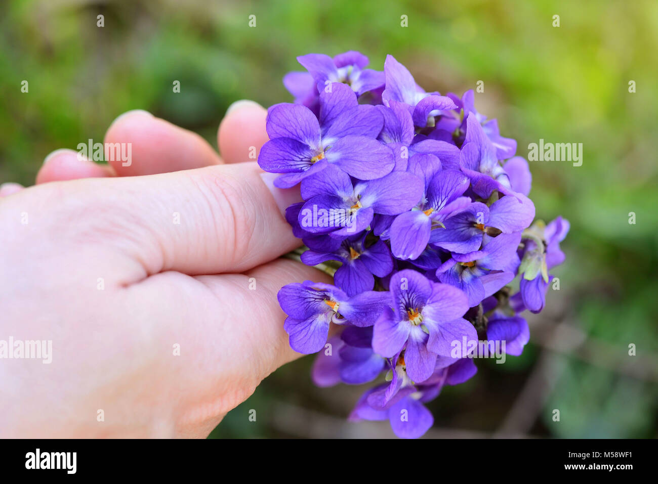 Un bouquet de violettes (Viola odorata) dans une main féminine Banque D'Images