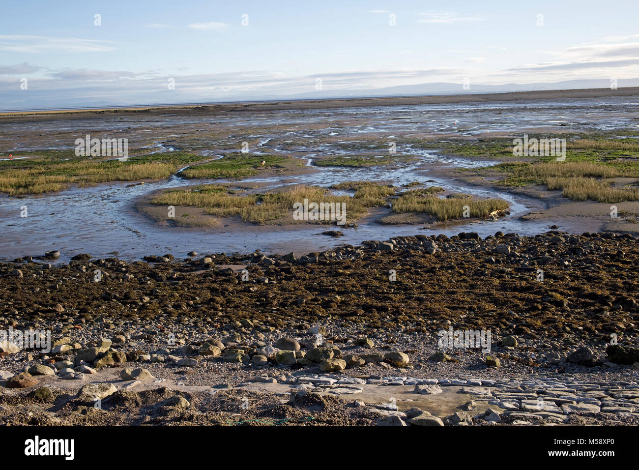 Marée basse exposés des vasières de l'herbe de mer pittoresque d'algues Roa Island Morecombe Bay Cumbria UK Banque D'Images