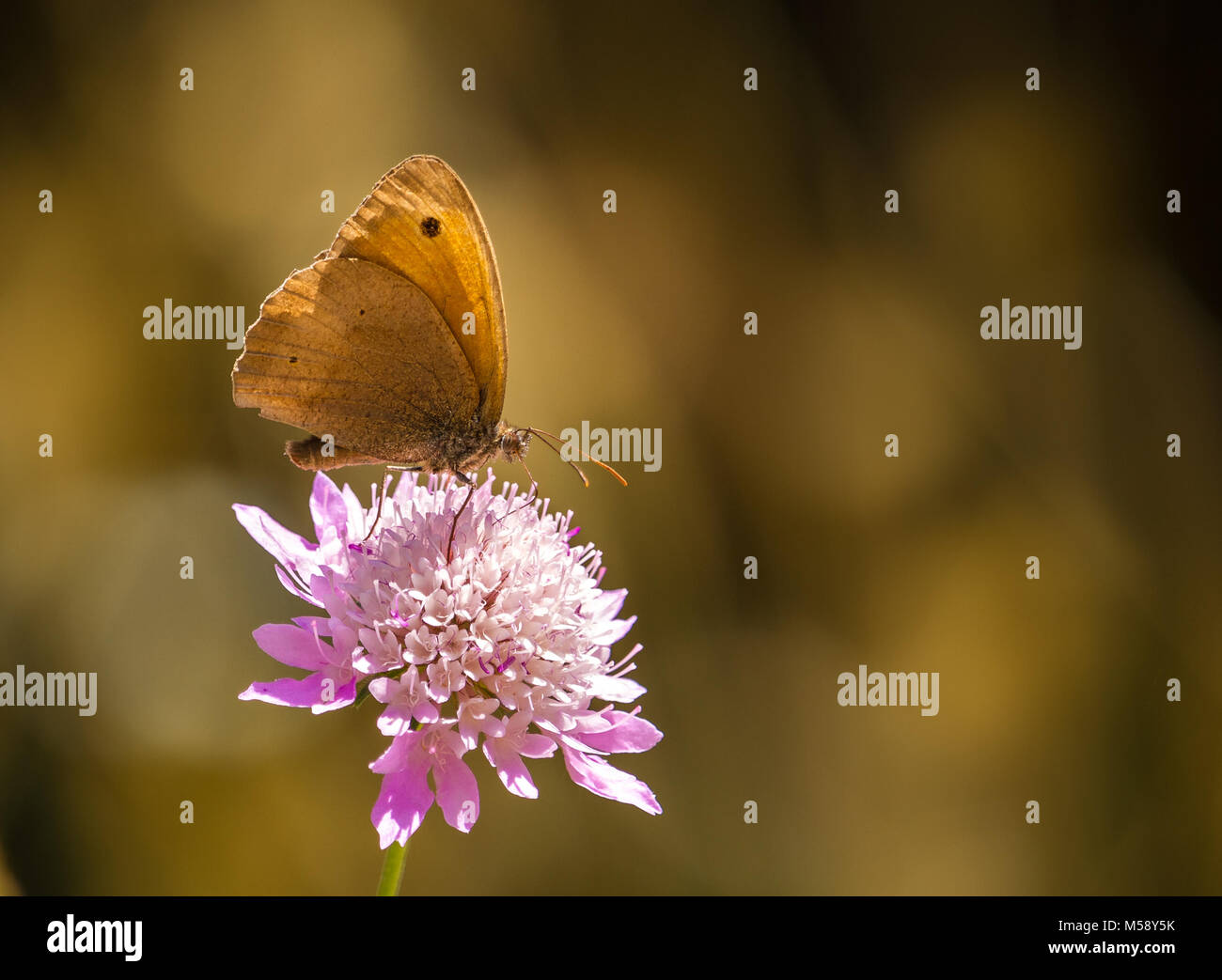 Un medow papillon brun debout sur une fleur composite rose Banque D'Images