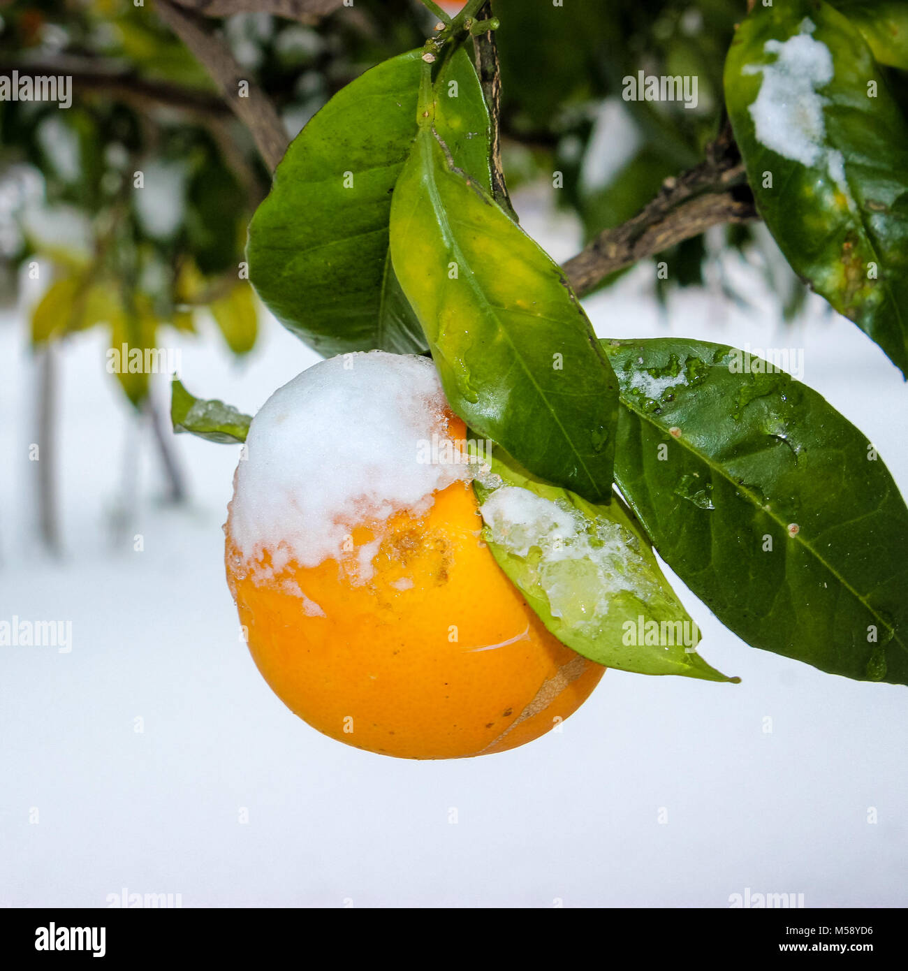 Un verger couvert de neige, avec une orange attaché à un arbre, avec de la neige sur le dessus. Banque D'Images