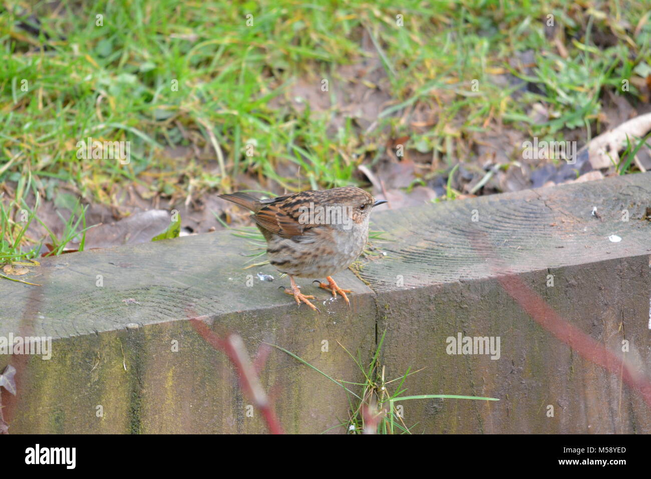 Close up de grive musicienne Turdus philomelos posés sur des traverses de bois en bordure de jardin anglais en attente de décoller de reste Banque D'Images