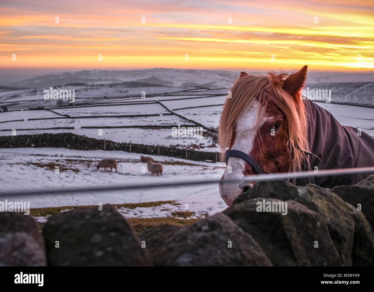 Portrait de cheval dans une ferme de neige dans le Peak District UK, les moutons et les collines composent l'image. Banque D'Images