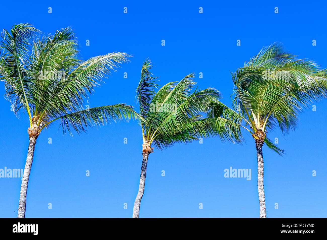 Hawaii palmiers dans le vent Banque D'Images
