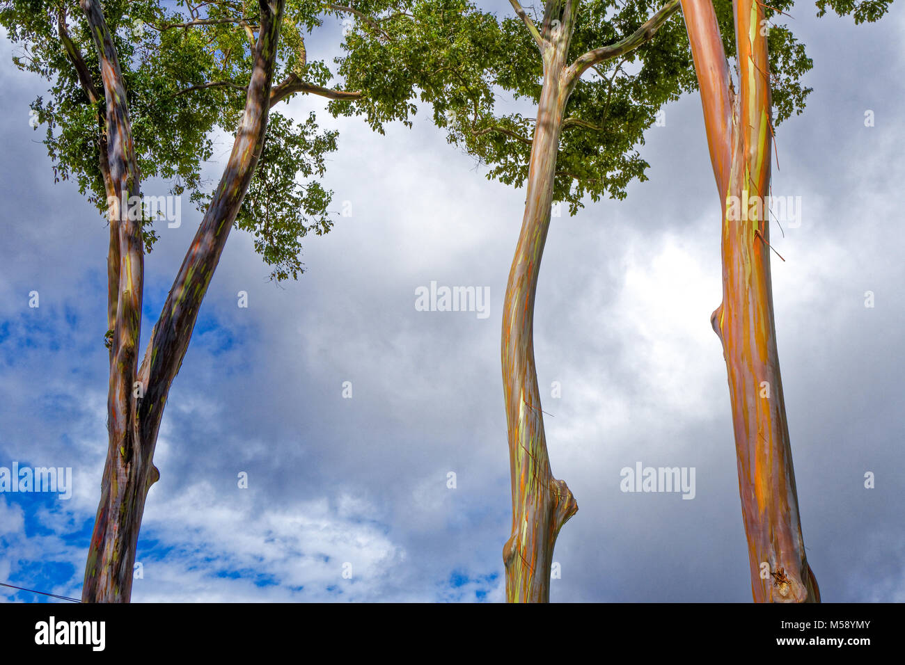 Hawaii Eucalyptus Arc-en-ciel Banque D'Images