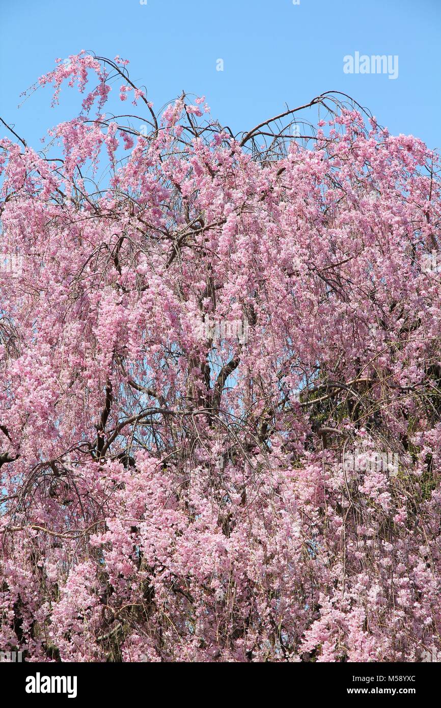 Le parc Ueno au printemps. Les fleurs de cerisier à Tokyo, Japon. Les fleurs de cerisier rose. Cerisier pleureur - shidarezakura. Banque D'Images
