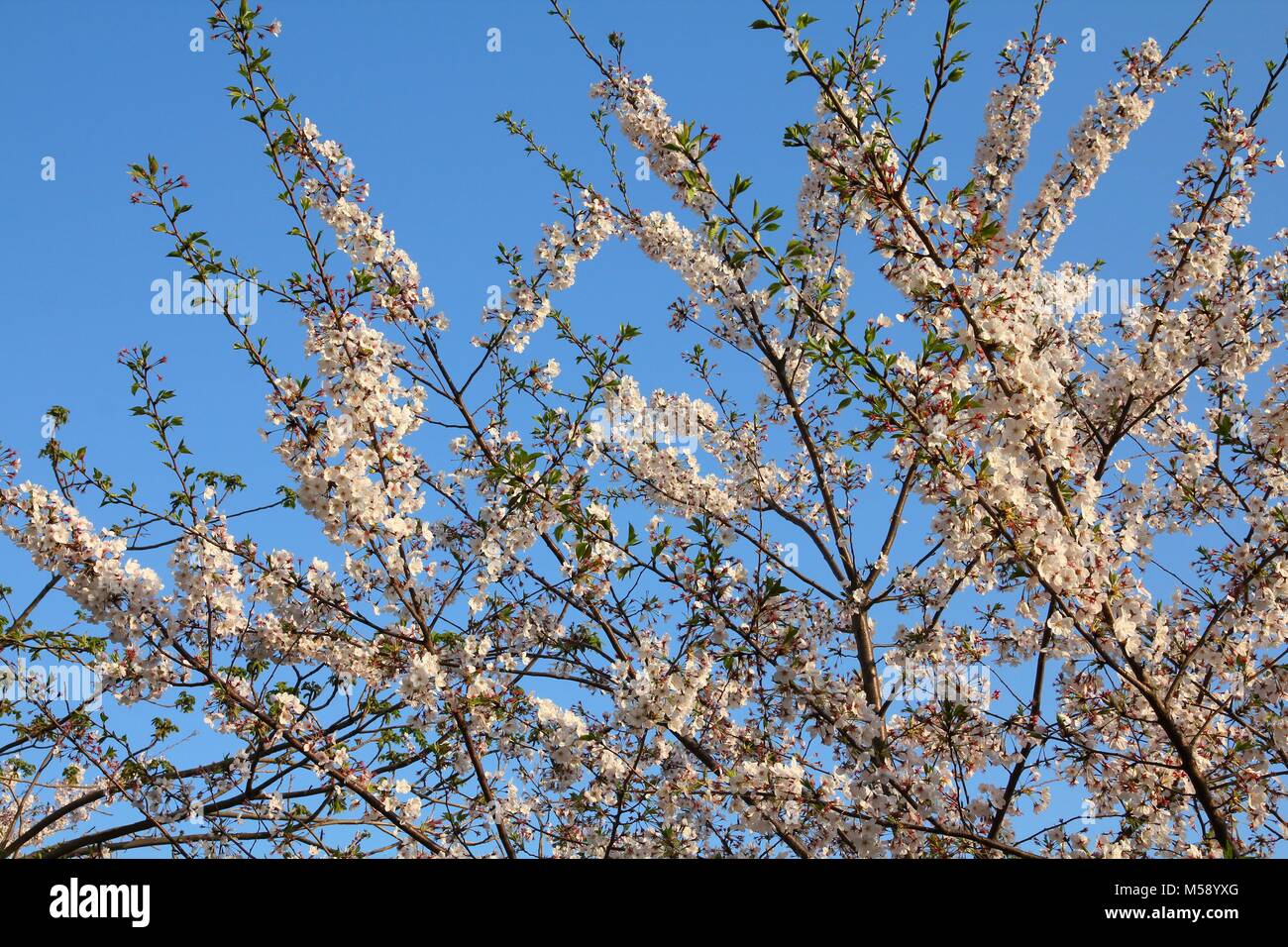 Tokyo au printemps. Les fleurs de cerisier à Tokyo, Japon. White sakura dans le coucher du soleil la lumière. Banque D'Images