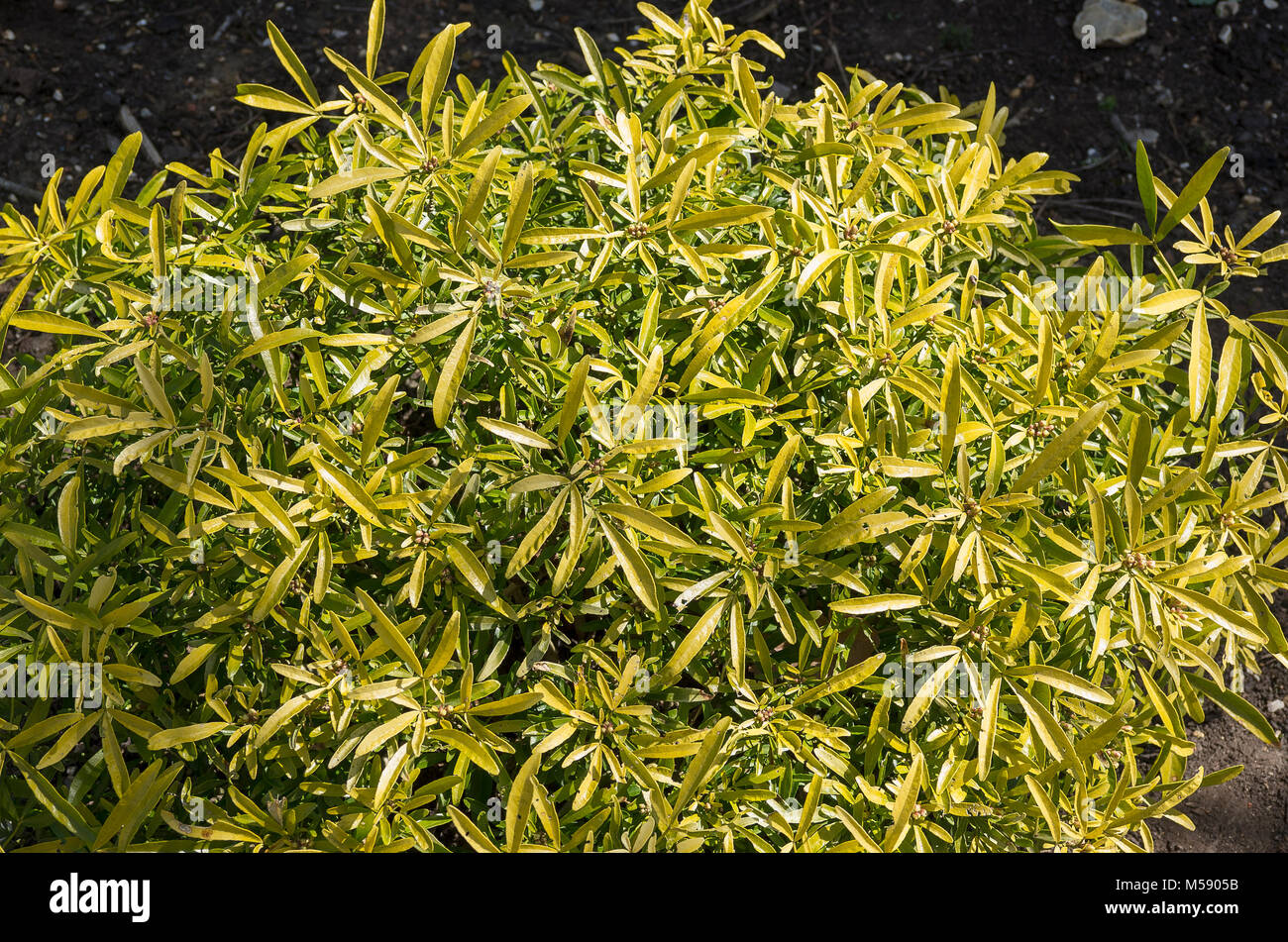 Choisya Aztec Gold plantes vivaces montrant le feuillage des feuilles minces Banque D'Images