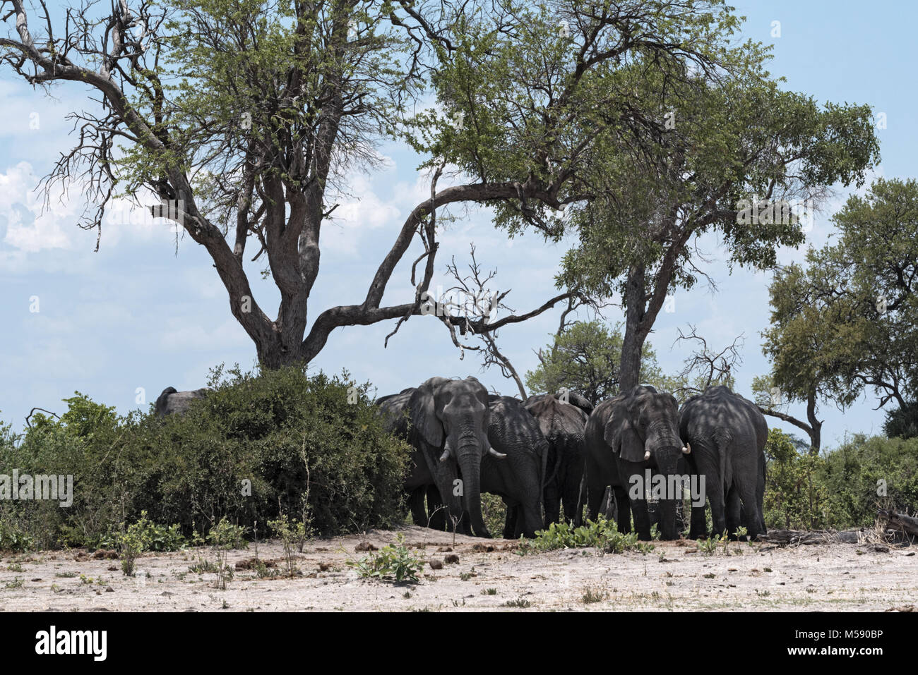 Troupeau d'éléphants sous un arbre groupe dans le Parc National de Chobe, au Botswana Banque D'Images