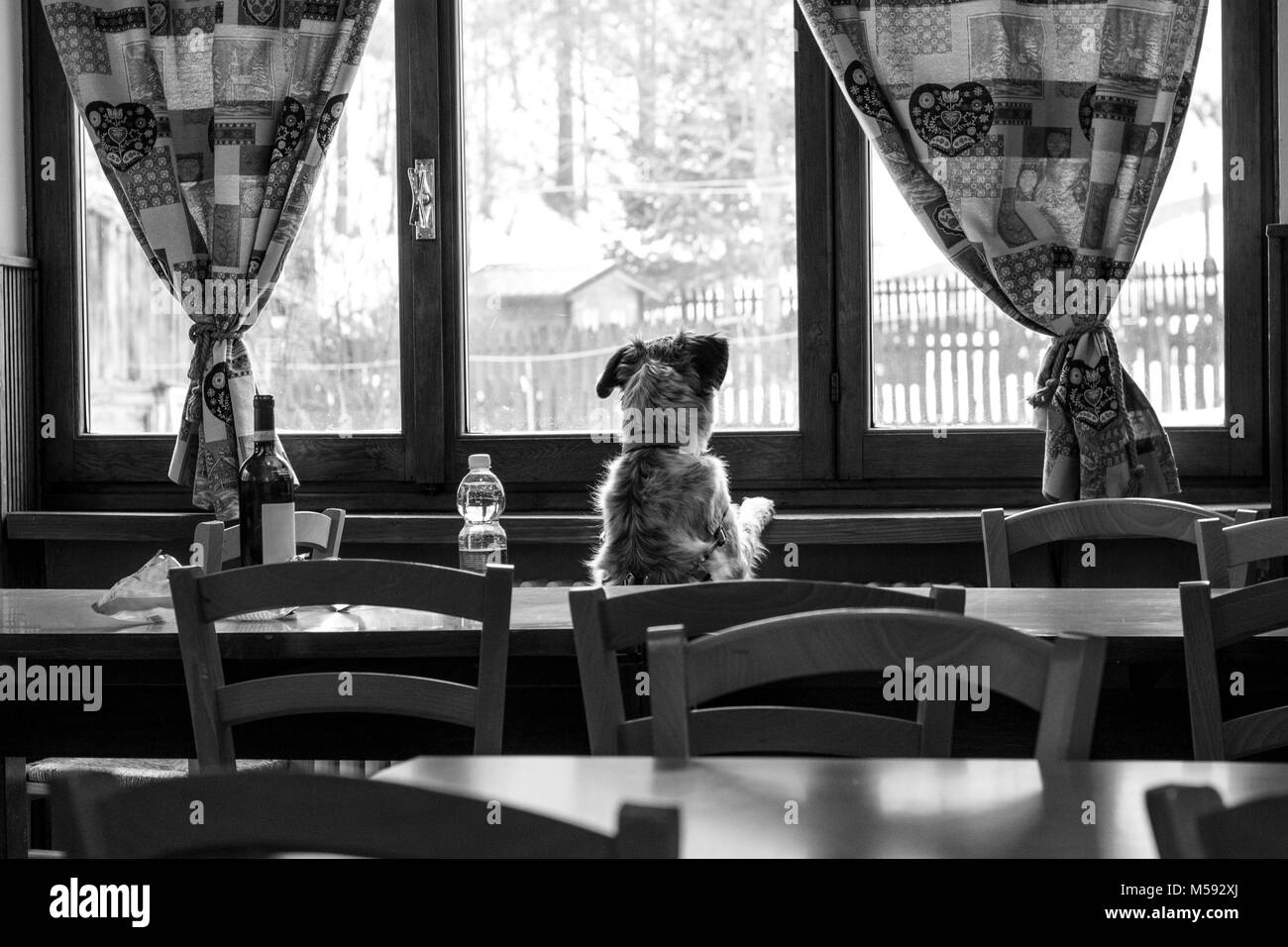 Un curieux chien regarde par la fenêtre d'un refuge dans les montagnes Banque D'Images