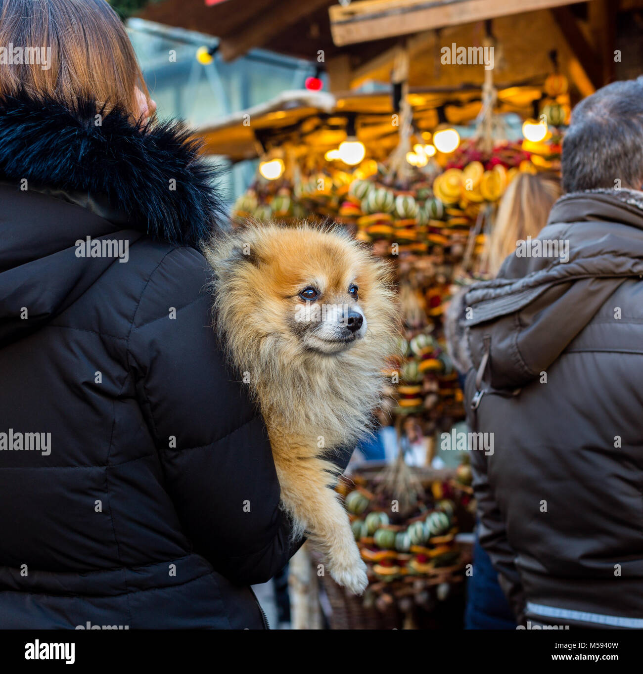 Spitz Pomeranian dog sitting sur le propriétaire part sur le bazar de Noël Banque D'Images