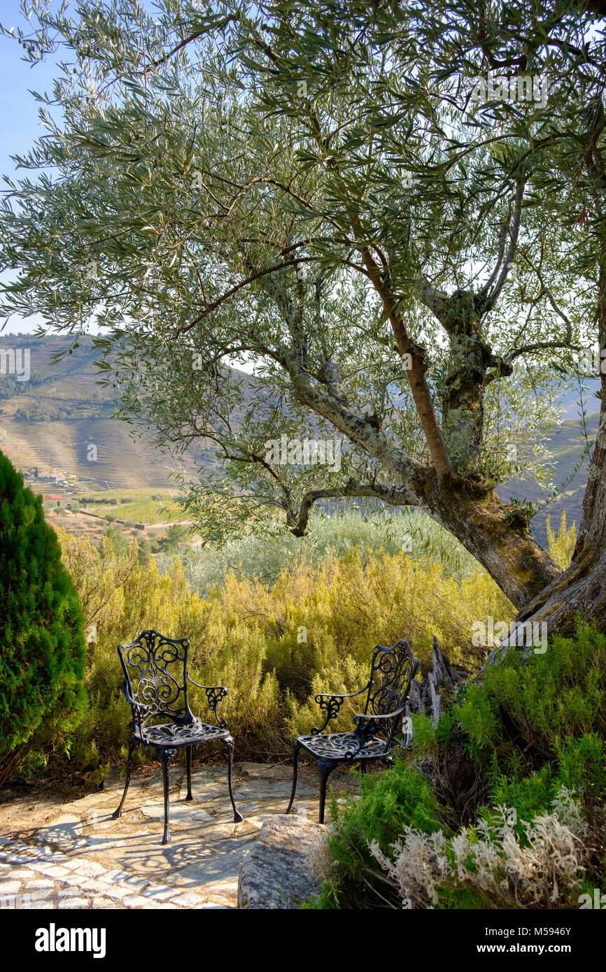 Deux chaises sous un olivier à la maison Visconde de Chanceleiros, près de la vallée de la rivière Douro, Pinhao, Portugal Banque D'Images