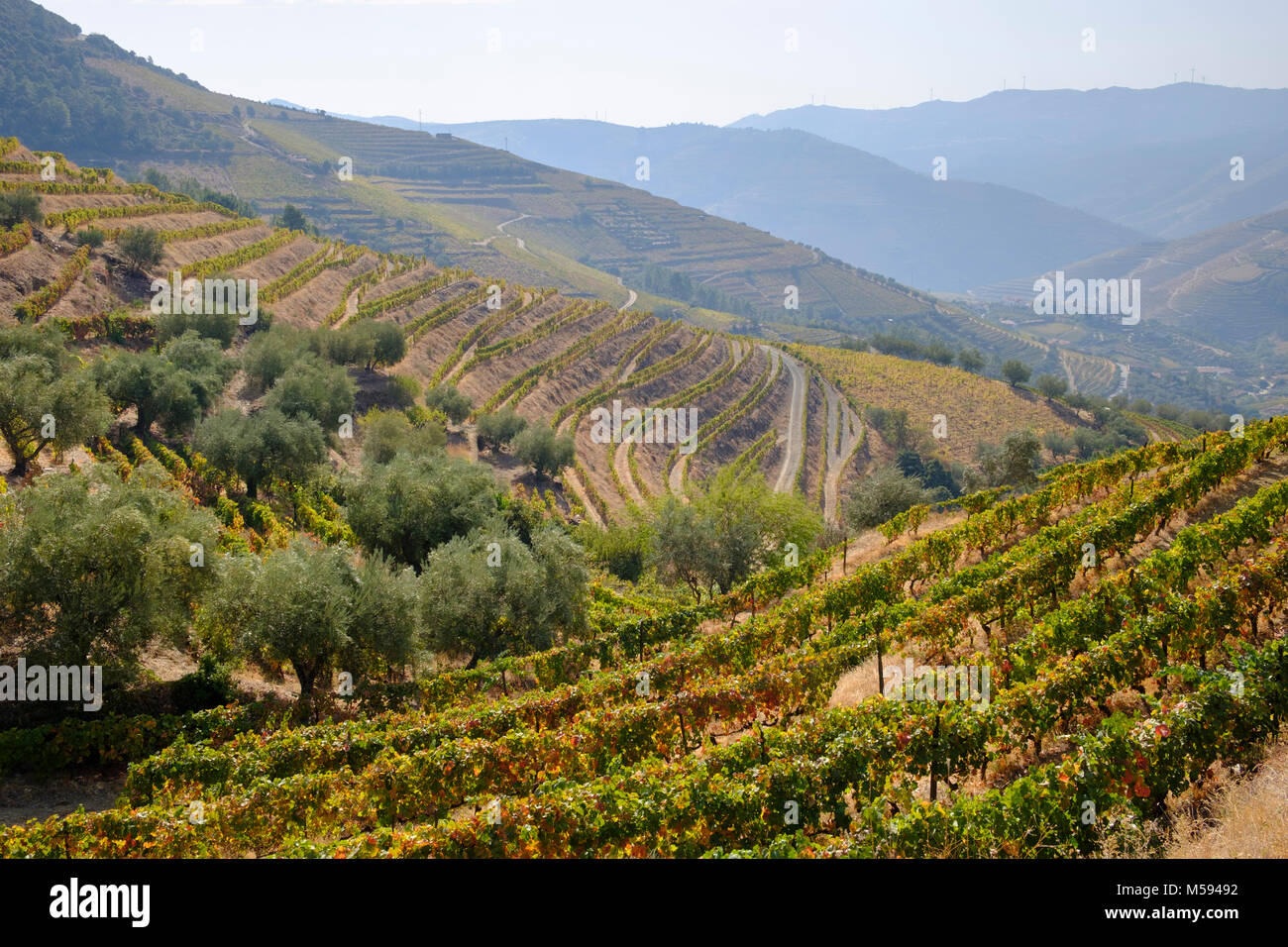 Vignobles en terrasses, près de la vallée de la rivière Douro, Pinhao, Portugal Banque D'Images